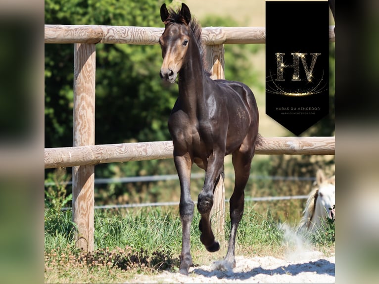 KWPN Stute Fohlen (01/2025) Buckskin in Marly-sous-Issy