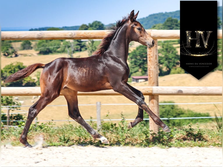 KWPN Stute Fohlen (01/2025) Buckskin in Marly-sous-Issy