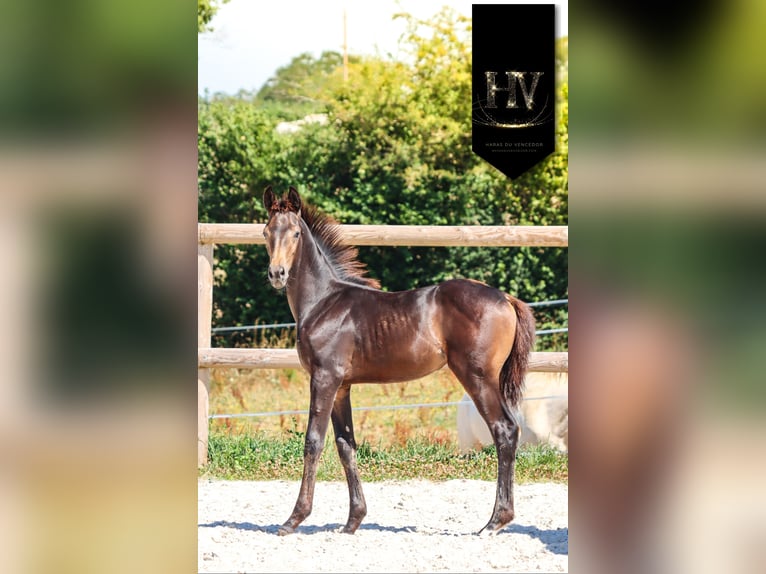 KWPN Stute Fohlen (01/2025) Buckskin in Marly-sous-Issy