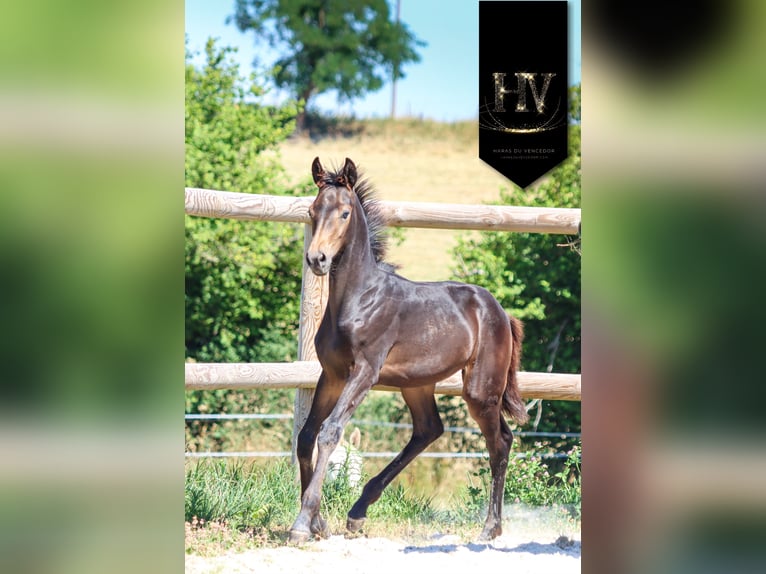 KWPN Stute Fohlen (01/2025) Buckskin in Marly-sous-Issy