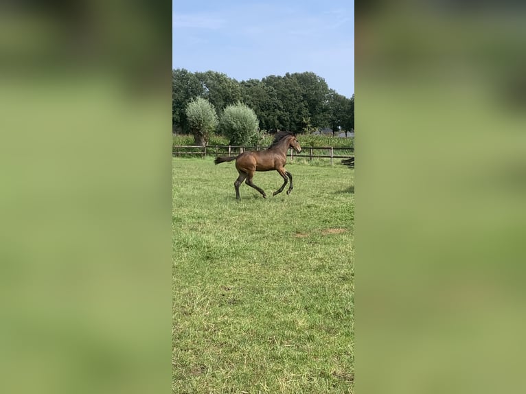 KWPN Stute Fohlen (03/2024) Dunkelbrauner in Schaijk