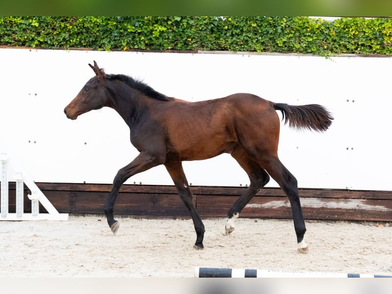 KWPN Stute Fohlen (03/2025) Dunkelbrauner in Waddinxveen KWPN Stute Fohlen (03/2025) Dunkelbrauner in Waddinxveen