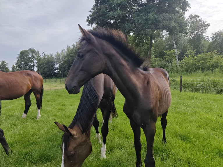KWPN Stute Fohlen (01/2025) Dunkelbrauner in Wanneperveen