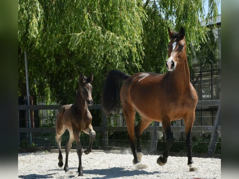 KWPN Stute  Dunkelfuchs in Hallum