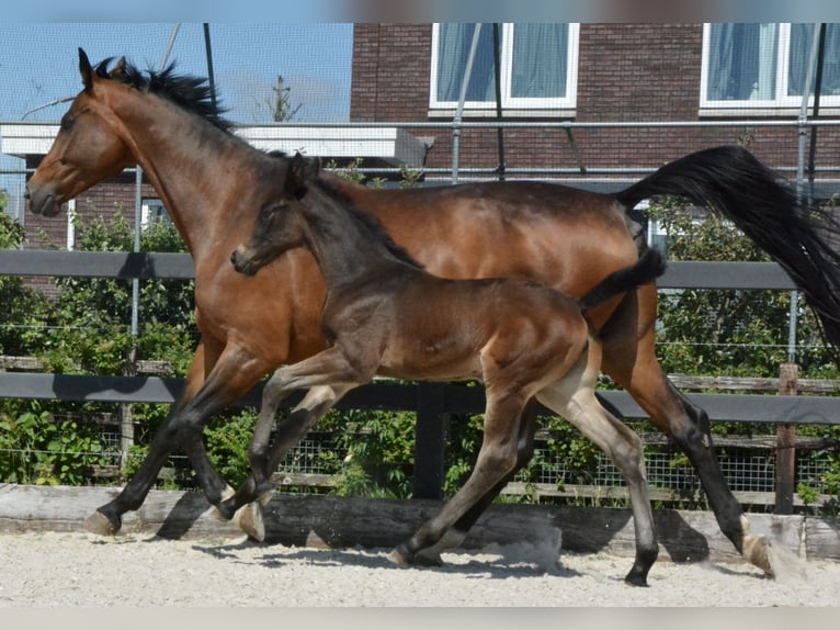 KWPN Stute  Dunkelfuchs in Hallum