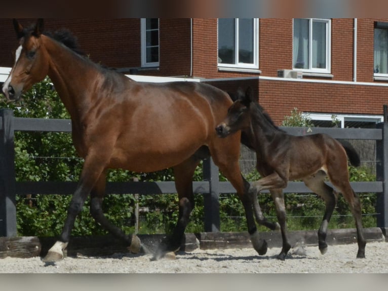 KWPN Stute  Dunkelfuchs in Hallum