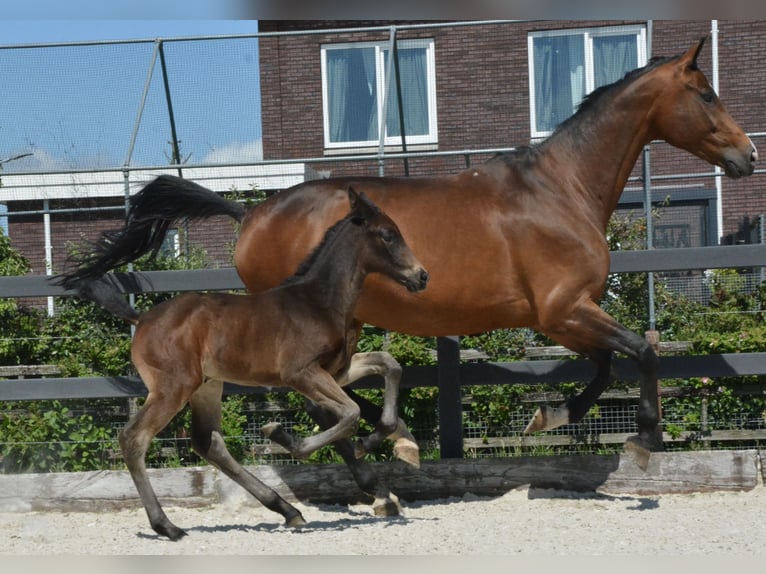 KWPN Stute  Dunkelfuchs in Hallum