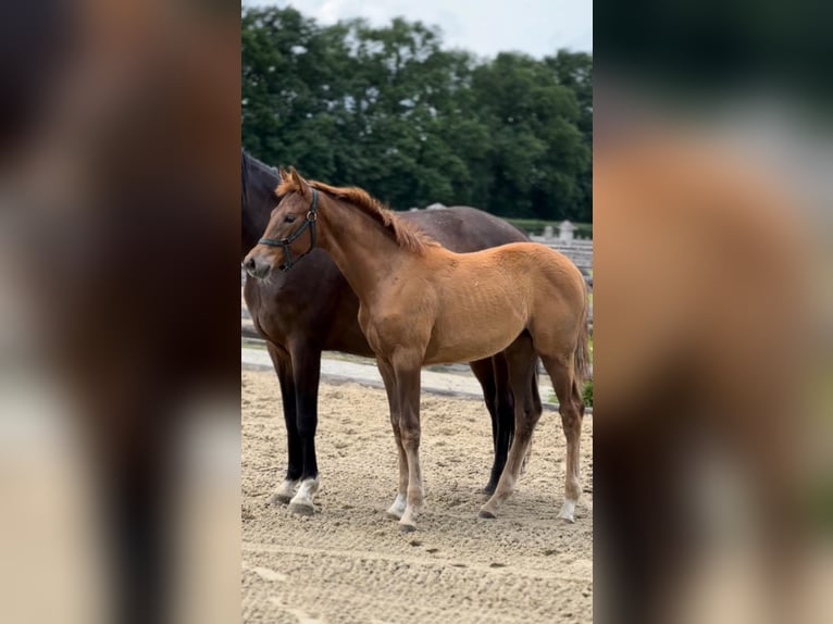 KWPN Stute  Dunkelfuchs in Kalmthout