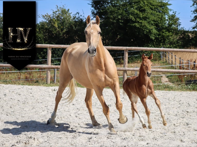 KWPN Stute  Dunkelfuchs in Marly-sous-Issy
