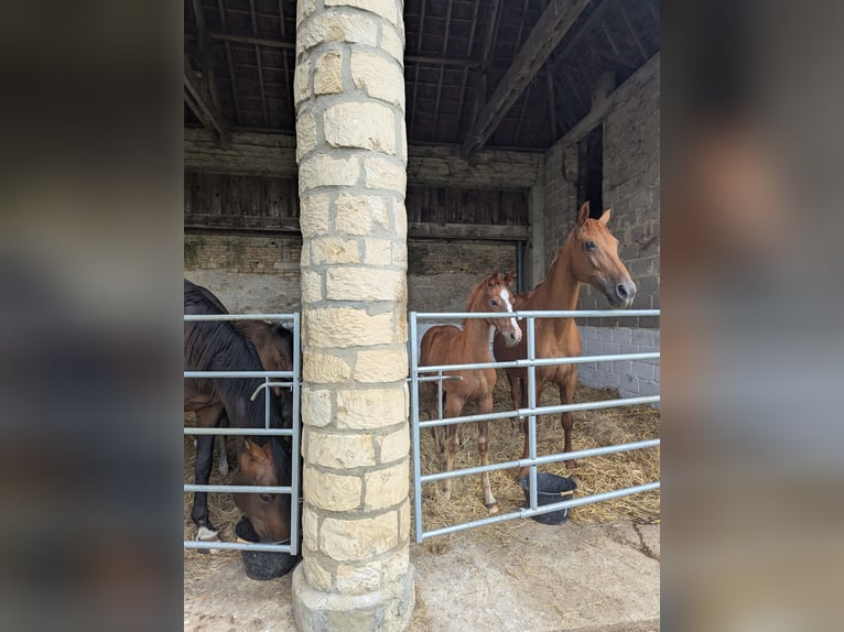 KWPN Stute  Dunkelfuchs in Troarn