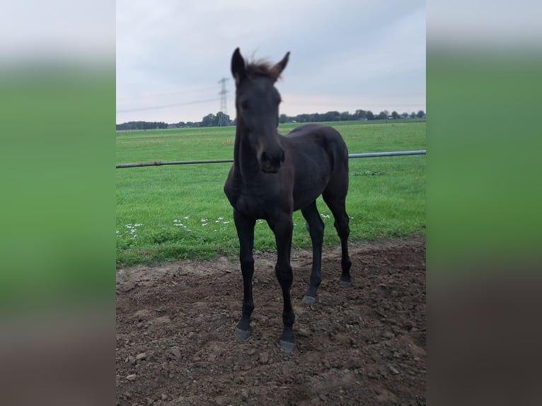 KWPN Stute Fohlen (05/2026) Rappe in Dalfsen