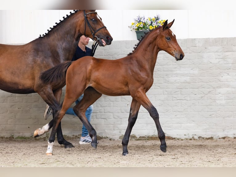 KWPN Stute Fohlen (02/2026) Rotbrauner in Heerde