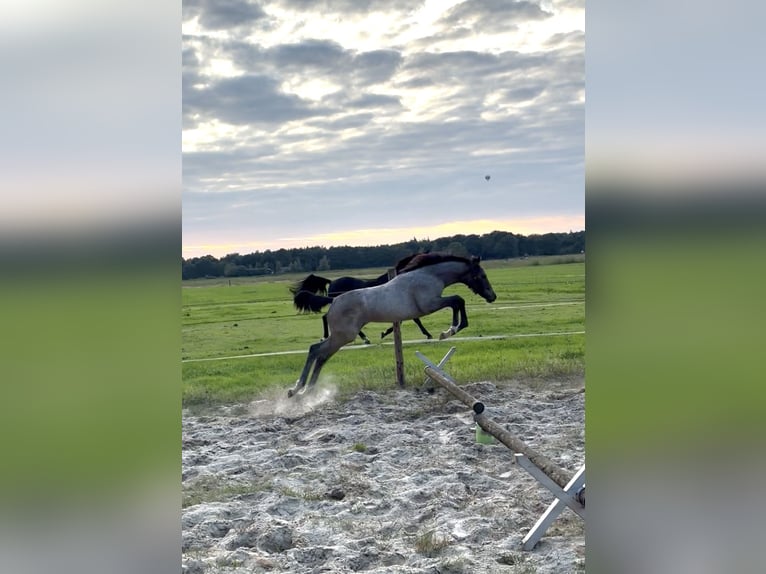 KWPN Stute Fohlen (05/2026) Schimmel in IJhorst