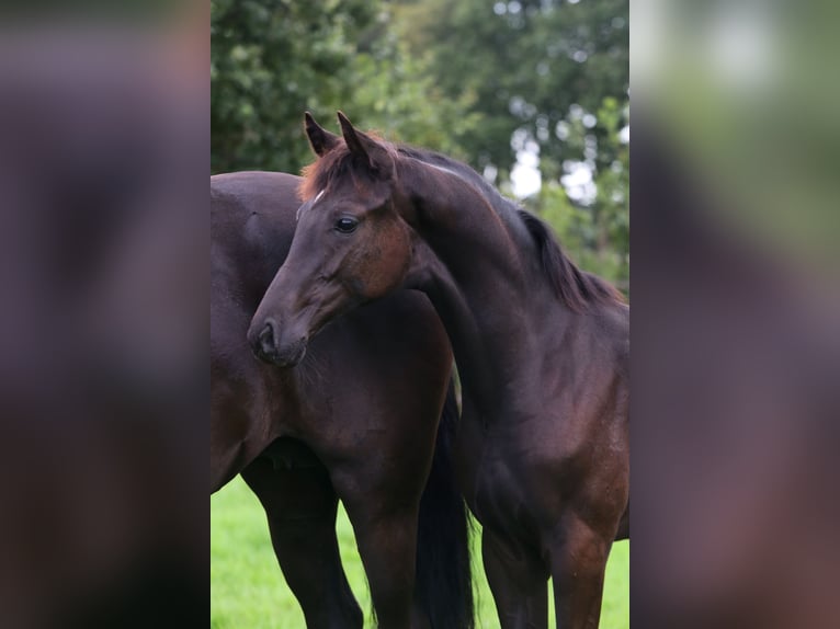 KWPN Stute Fohlen (04/2024) Schwarzbrauner in De Groeve