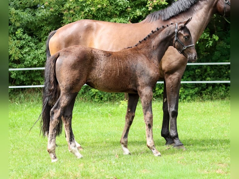 KWPN Stute Fohlen (04/2026) Schwarzbrauner in Nieuw-Roden