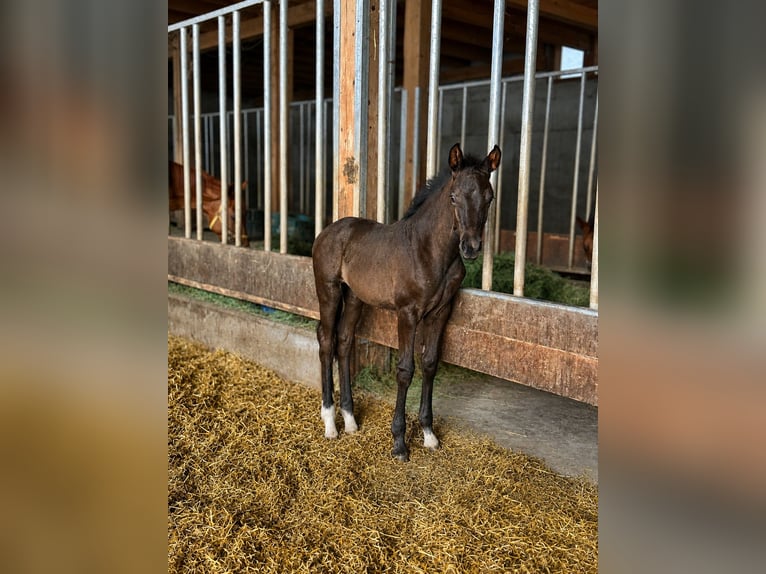 KWPN Stute Fohlen (04/2026) Schwarzbrauner in Hof