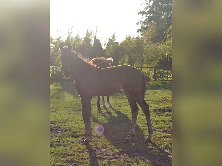 KWPN Stute Fohlen (05/2025) Schwarzbrauner in Ankeveen