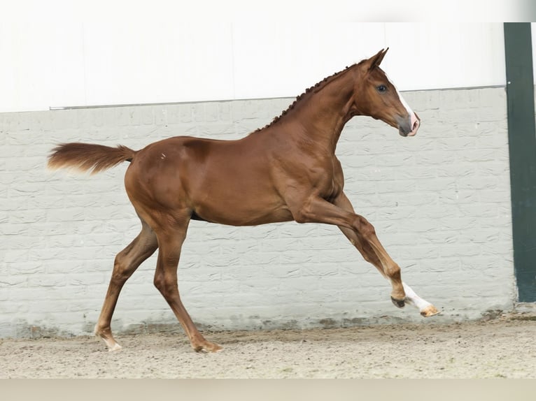 KWPN Stute  in Heerde