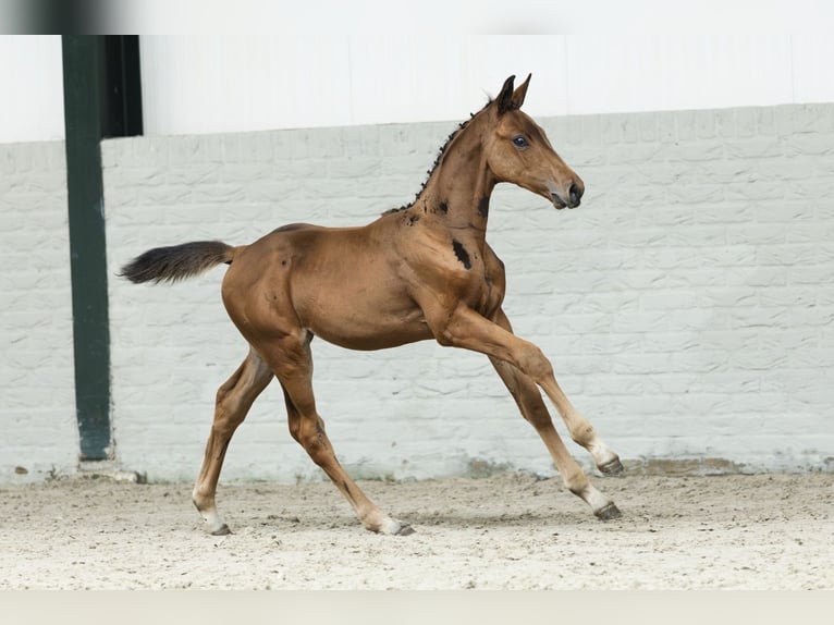 KWPN Stute Fohlen (07/2025) in Heerde