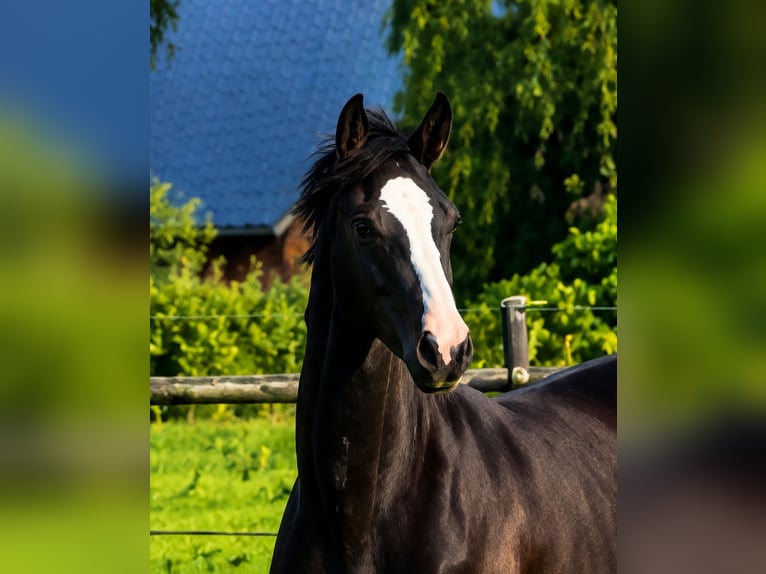 KWPN Unbekannt 1 Jahr 173 cm Dunkelfuchs in Maasbree