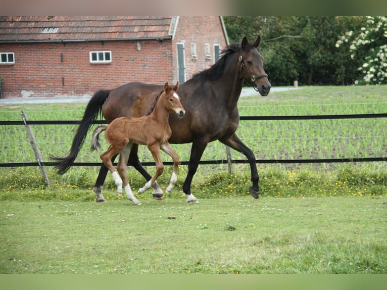 KWPN Unknown 17 years 16.2 hh Smoky-Black in Emmer-Compascuum