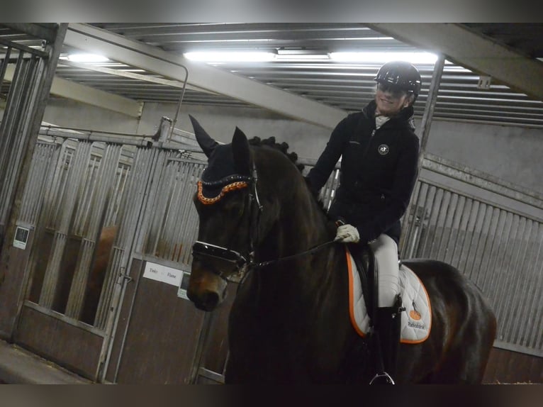 KWPN Unknown 17 years 16.2 hh Smoky-Black in Emmer-Compascuum