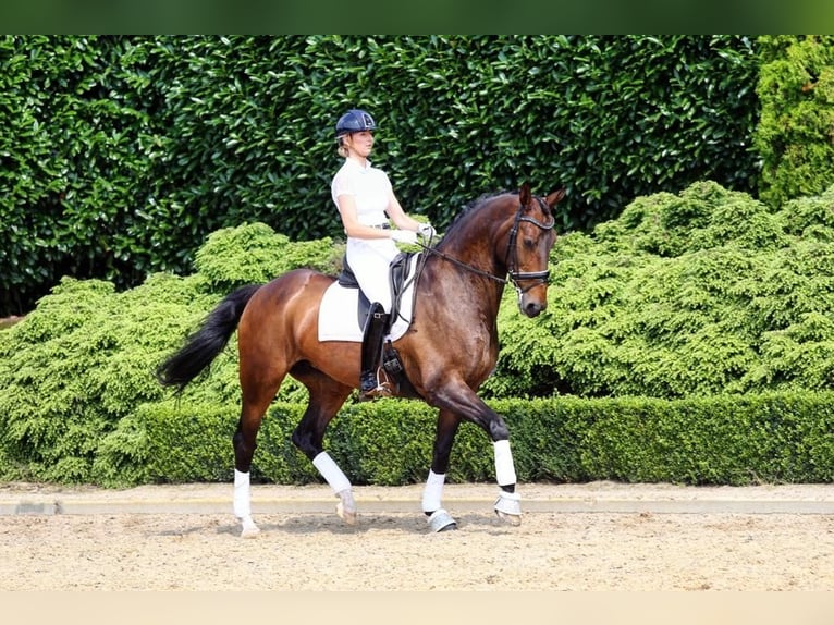 KWPN Unknown 17 years 16,2 hh Smoky-Black in Emmer-Compascuum