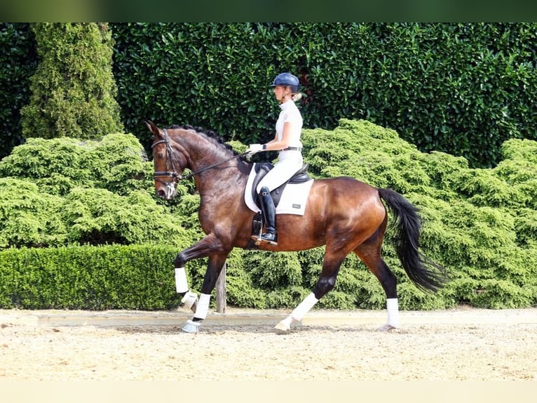 KWPN Unknown 17 years 16,2 hh Smoky-Black in Emmer-Compascuum