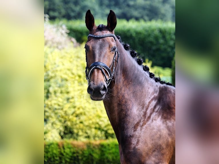KWPN Unknown 17 years 16,2 hh Smoky-Black in Emmer-Compascuum