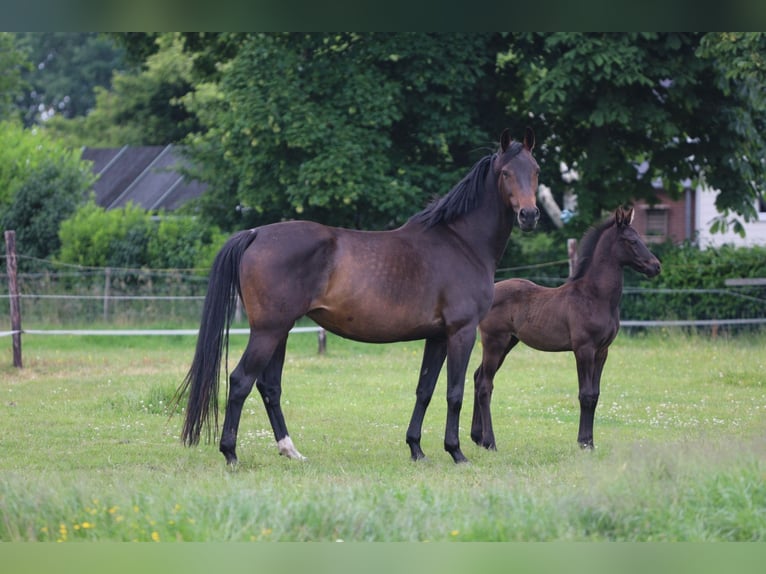 KWPN Unknown 22 years 16 hh Bay-Dark in Elim