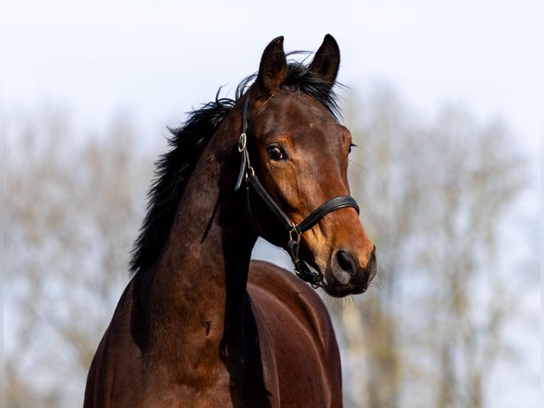 KWPN Unknown 2 years 16,2 hh Bay-Dark in Elim