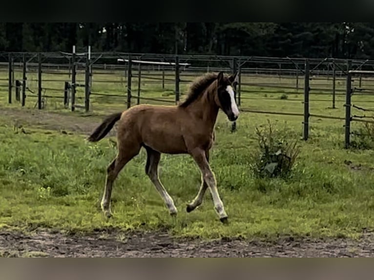 KWPN Unknown 2 years 17 hh Chestnut in Maasbree