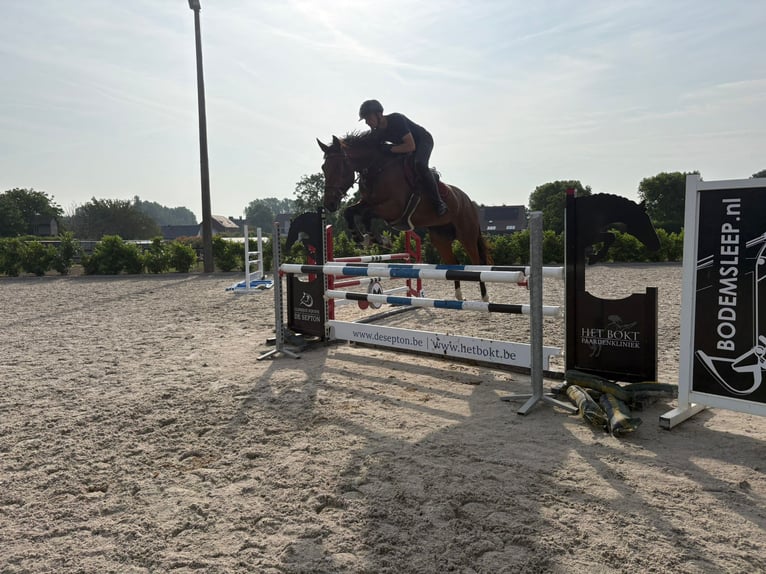 KWPN Unknown 5 years 16 hh Brown in Eksel