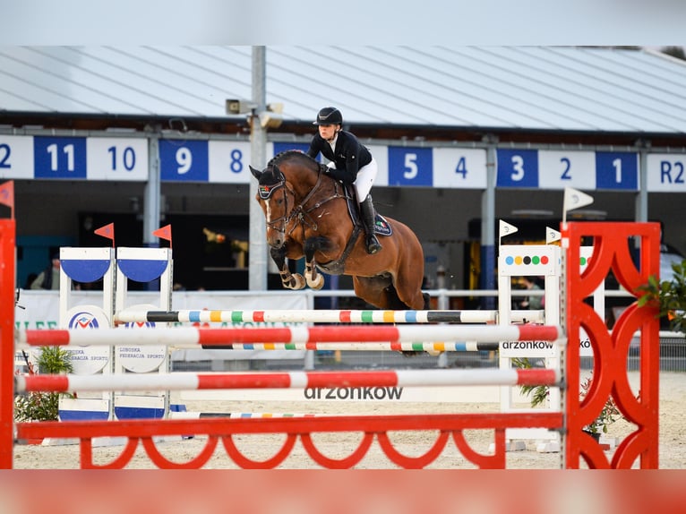 KWPN Valack 10 år 170 cm Brun in Krubiczew 19A