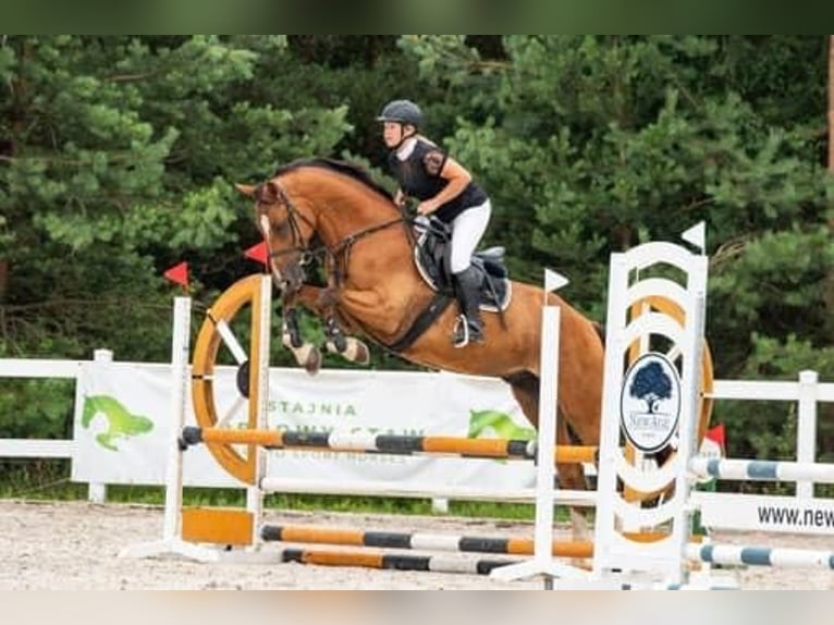 KWPN Valack 10 år 170 cm Brun in Winnica