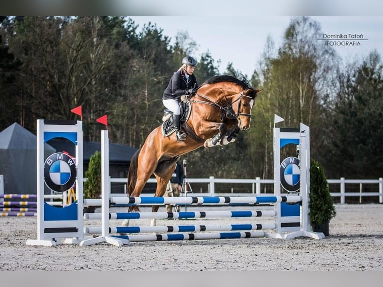 KWPN Valack 10 år 170 cm Brun in Winnica