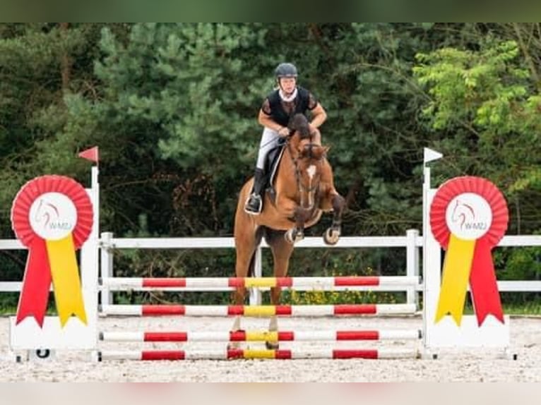 KWPN Valack 10 år 170 cm Brun in Winnica