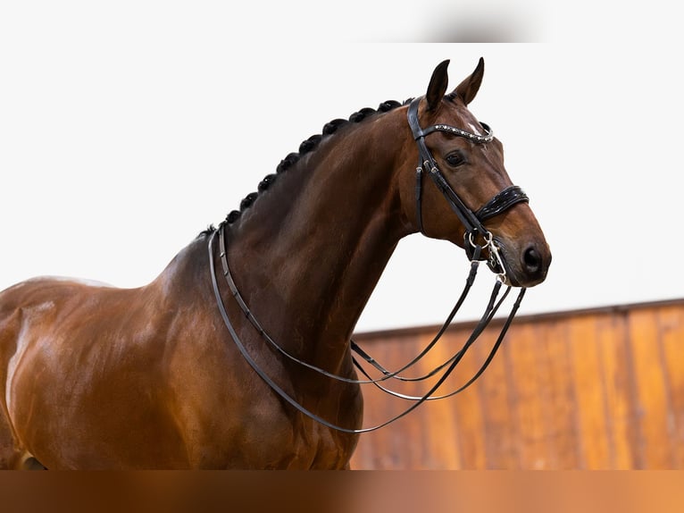 KWPN Valack 10 år 170 cm Mörkbrun in Kwadijk