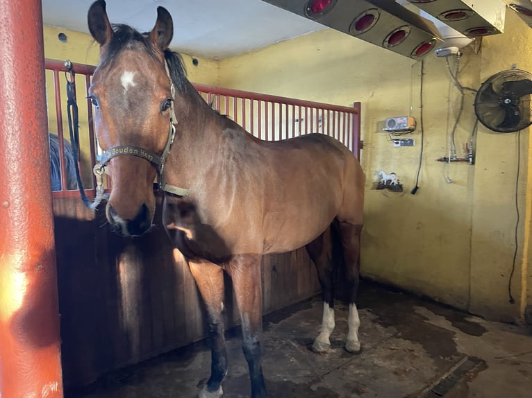 KWPN Valack 10 år 171 cm Brun in Paruszka