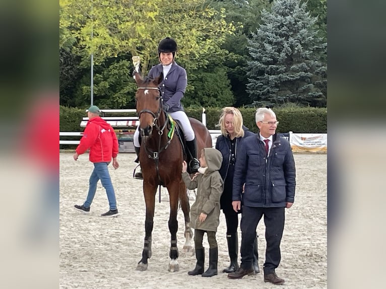 KWPN Valack 10 år 171 cm Brun in Paruszka