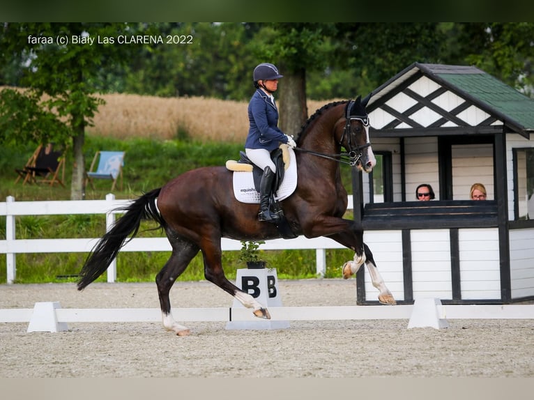 KWPN Valack 10 år 174 cm Svart in Wałbrzych