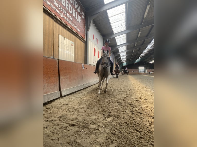 KWPN Valack 11 år 150 cm in Hoogkarspel