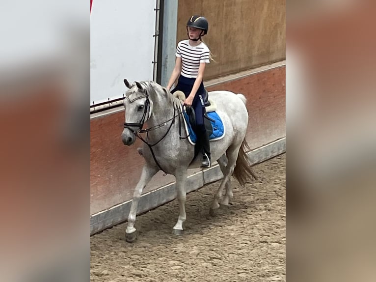 KWPN Valack 11 år 150 cm in Hoogkarspel