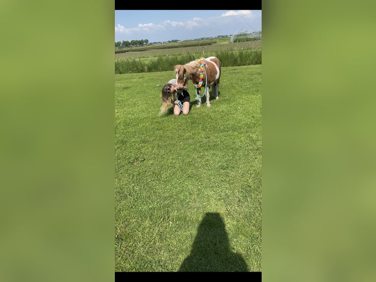 KWPN Valack 11 år 150 cm in Hoogkarspel