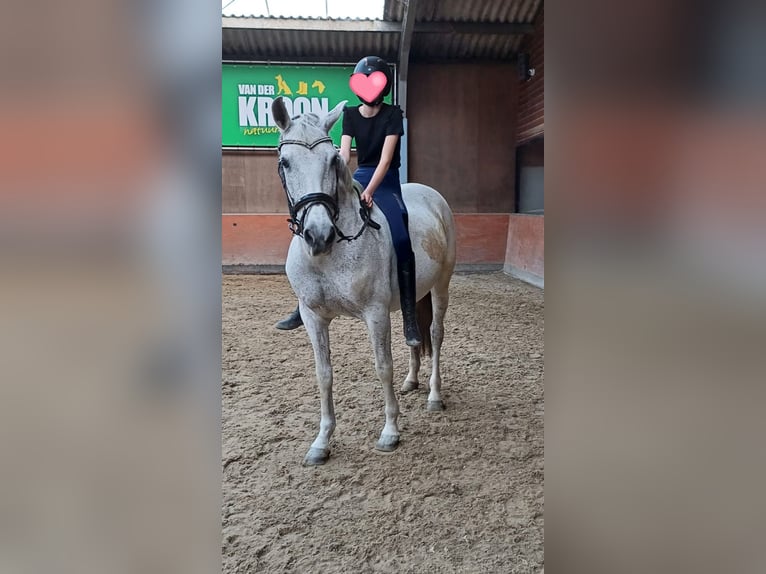 KWPN Valack 11 år 150 cm in Hoogkarspel