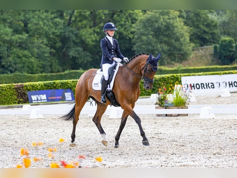 KWPN Valack 11 år 172 cm Brun in Marum