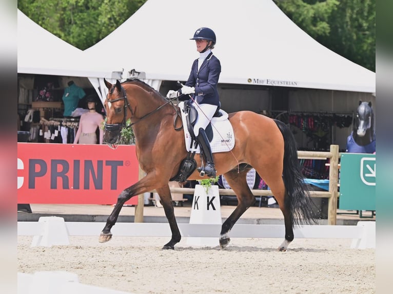 KWPN Valack 11 år 172 cm Brun in Marum