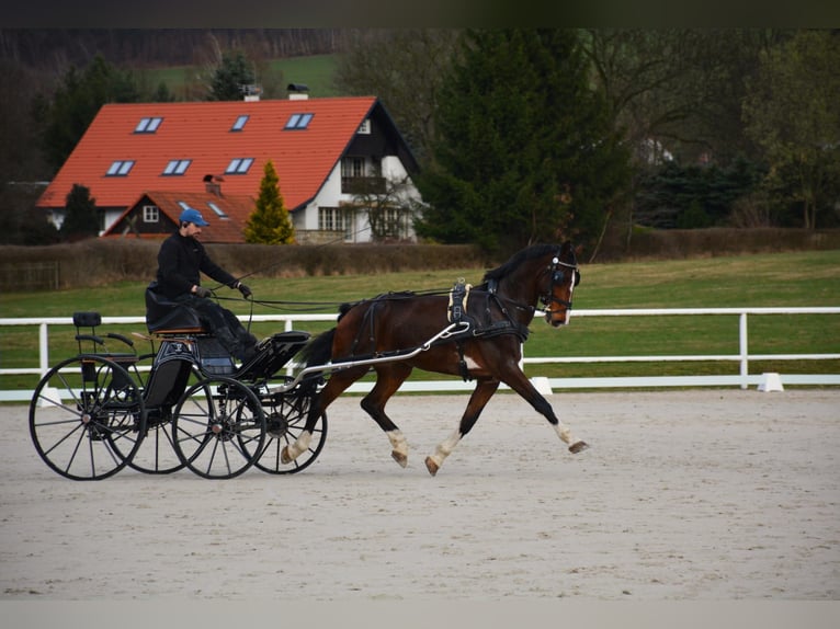 KWPN Valack 12 år 170 cm Brun in Kolín