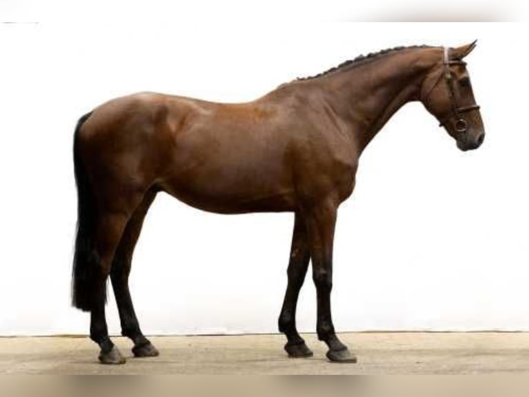 KWPN Valack 12 år 175 cm Brun in Waddinxveen