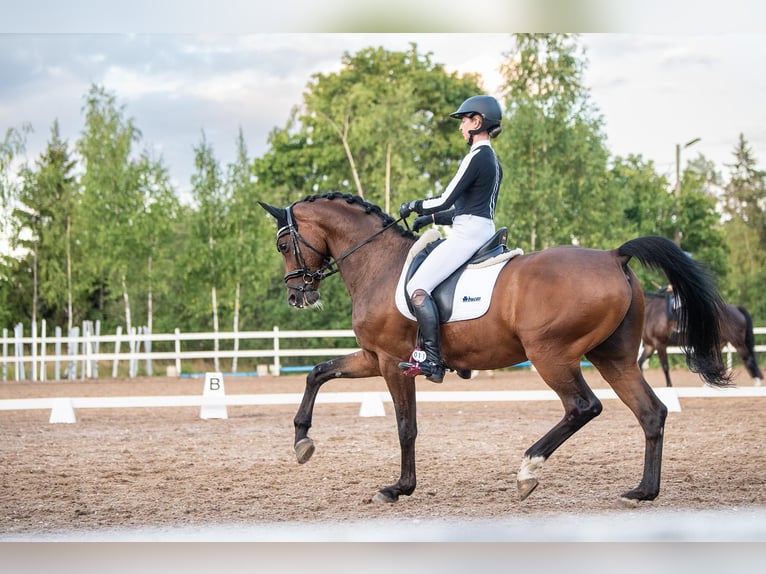 KWPN Valack 13 år 165 cm in Helsinki